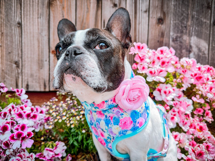 Dog collar with flower - Spring rose flowers