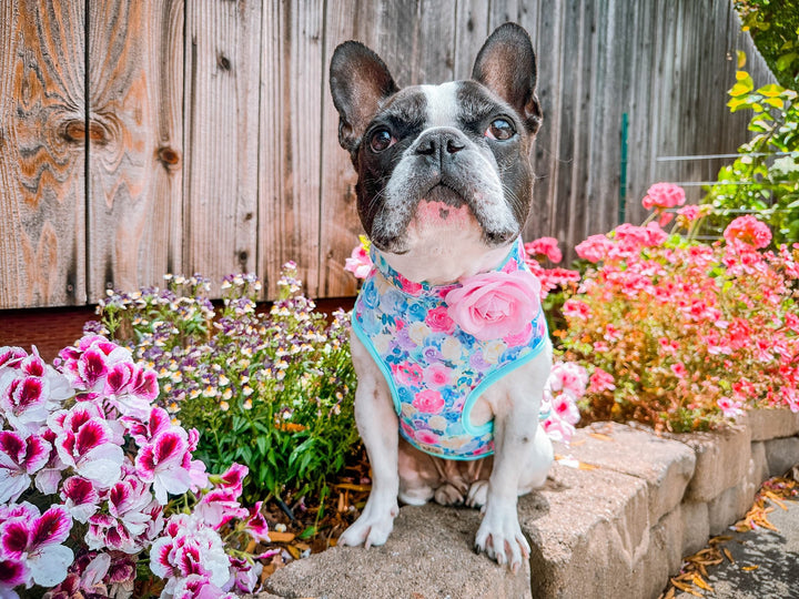 Dog harness - Spring Rose flowers