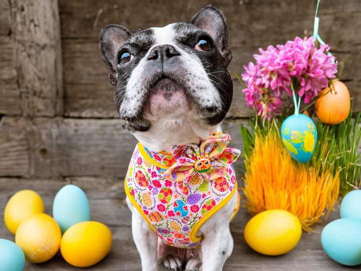 Easter dog collar with flower - Eggs and Flowers