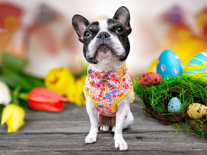 Easter egg flower dog harness/ boy girl dog harness vest