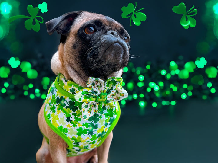 St. Patrick's Day dog collar with flower - Shamrocks