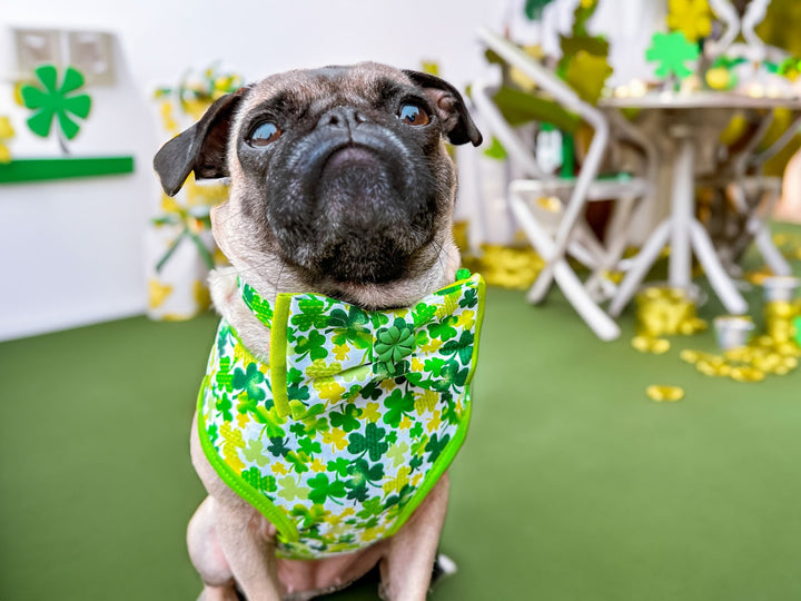 St. Patrick's Day dog collar with bow tie - Shamrocks