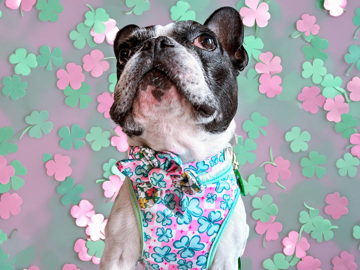 St. Patrick's Day dog collar with flower - Pink Shamrock