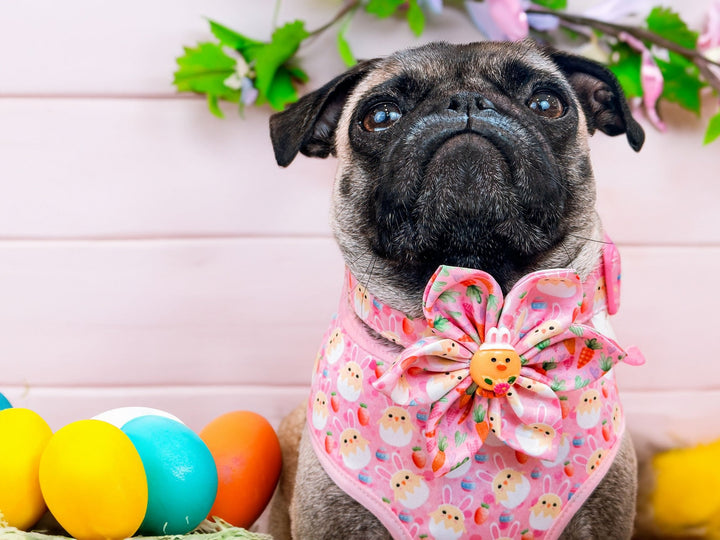 Easter dog collar with flower - Bunny Chick