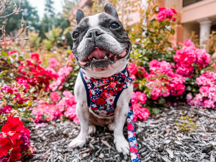 Patriotic floral rose dog collar flower/ cute girl dog collar/ 4th of July dog collar/ summer USA female dog collar/ Memorial day collar/
