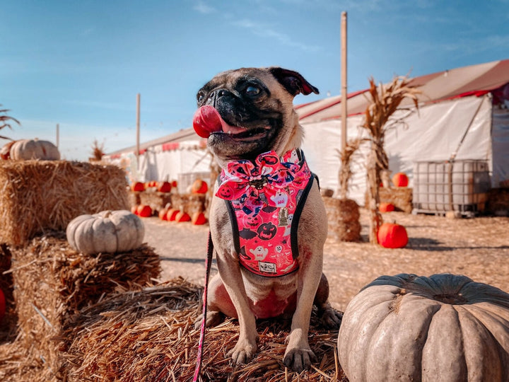 Halloween dog harness set - Pink Halloween