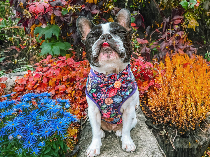 Dog harness - Autumn wildflowers