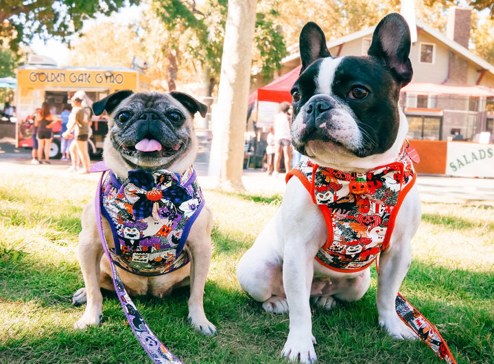 Halloween dog harness - Orange Ghost