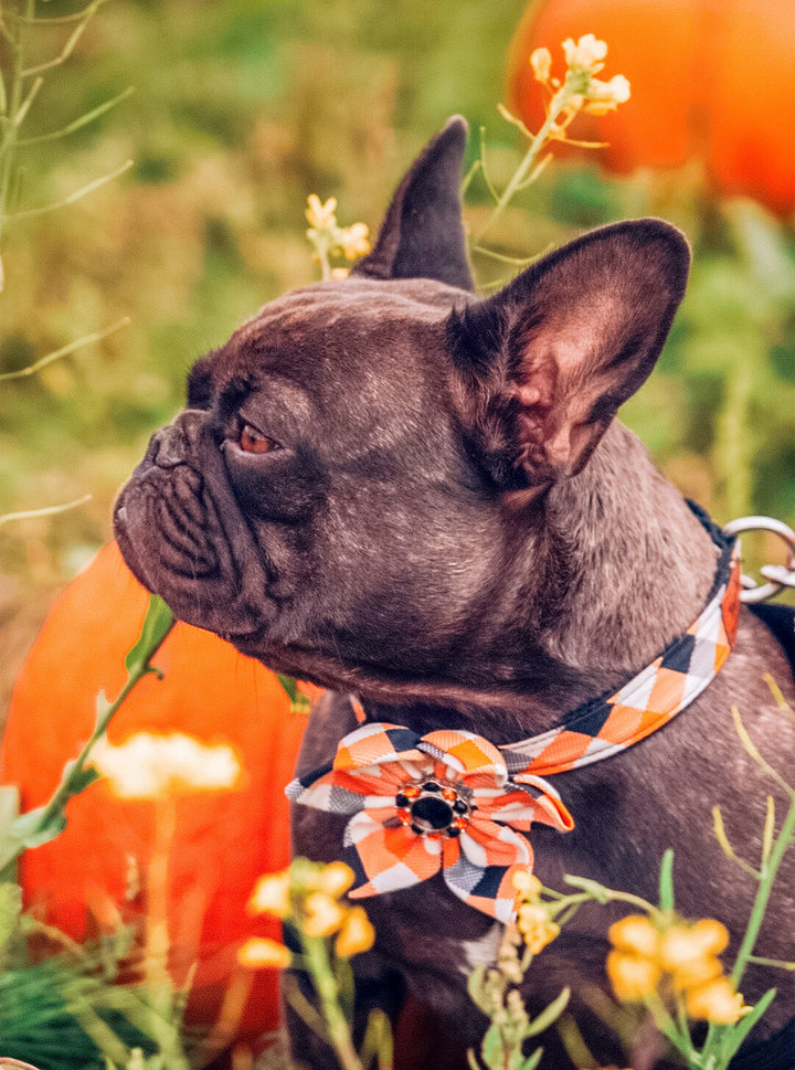Halloween plaid dog collar with flower