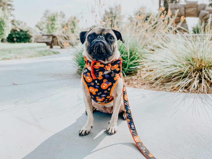 Halloween mickey pumpkin dog harness vest/ Spooky jack o lantern dog harness/ Fall Autumn dog harness/ boy girl black orange dog harness