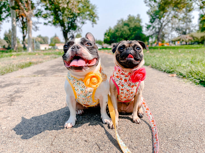 Rifle Paper Co dog collar with flower - Rosa Yellow