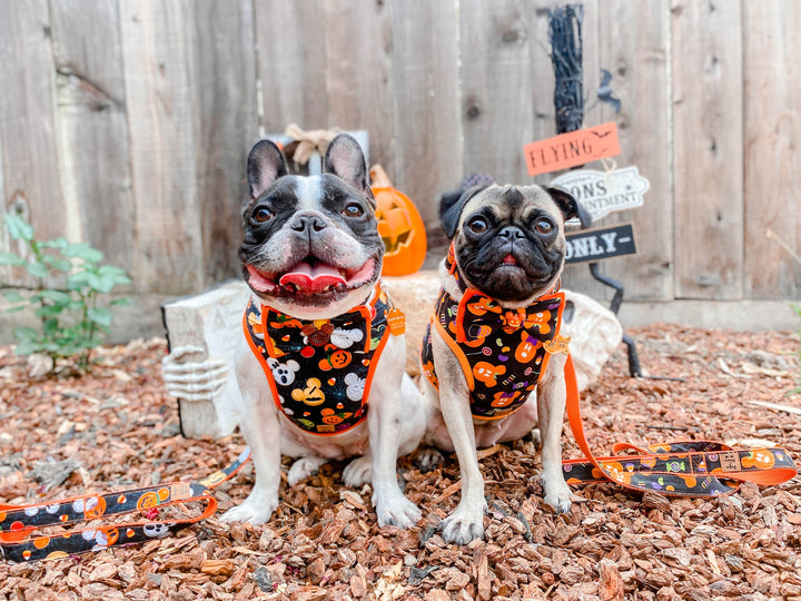 Halloween mickey pumpkin dog harness vest/ Spooky jack o lantern dog harness/ Fall Autumn dog harness/ boy girl black orange dog harness