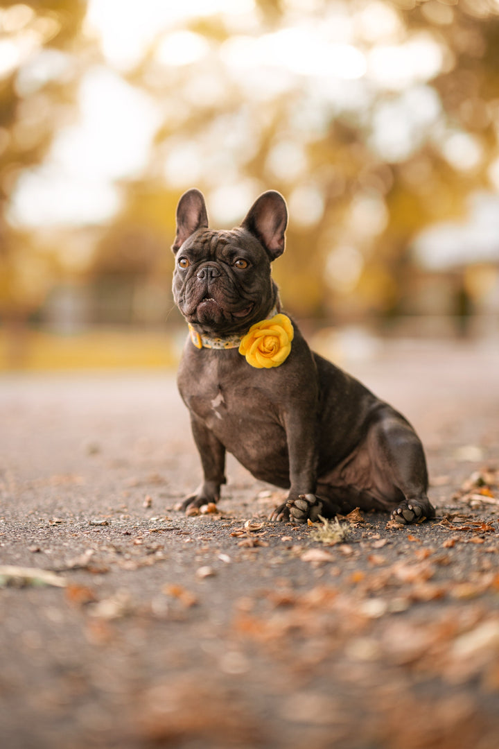 Rifle Paper Co dog collar with flower - Rosa Yellow