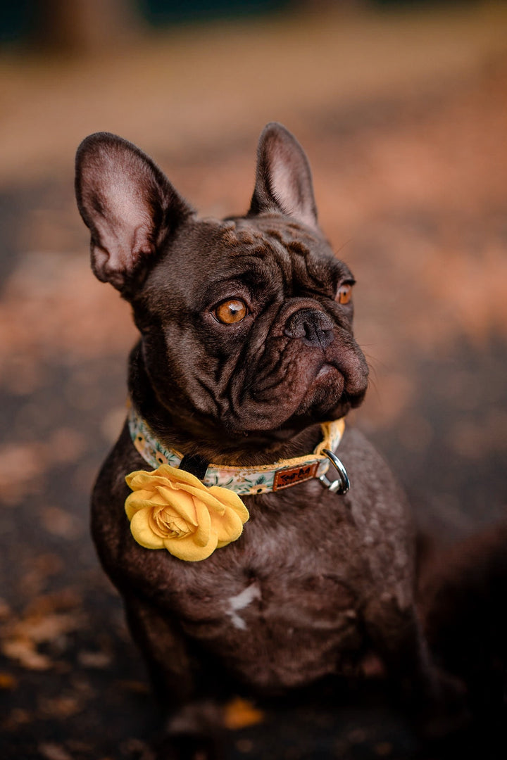 Rifle Paper Co dog collar with flower - Rosa Yellow