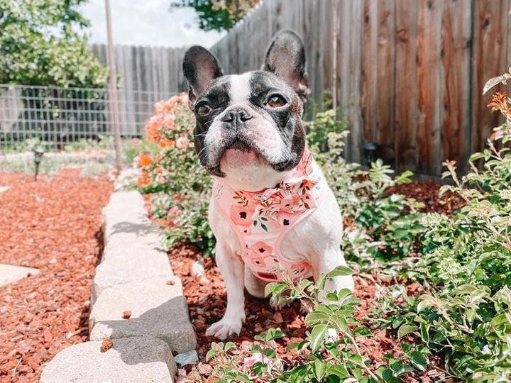 Floral dog collar with flower - watercolor flower