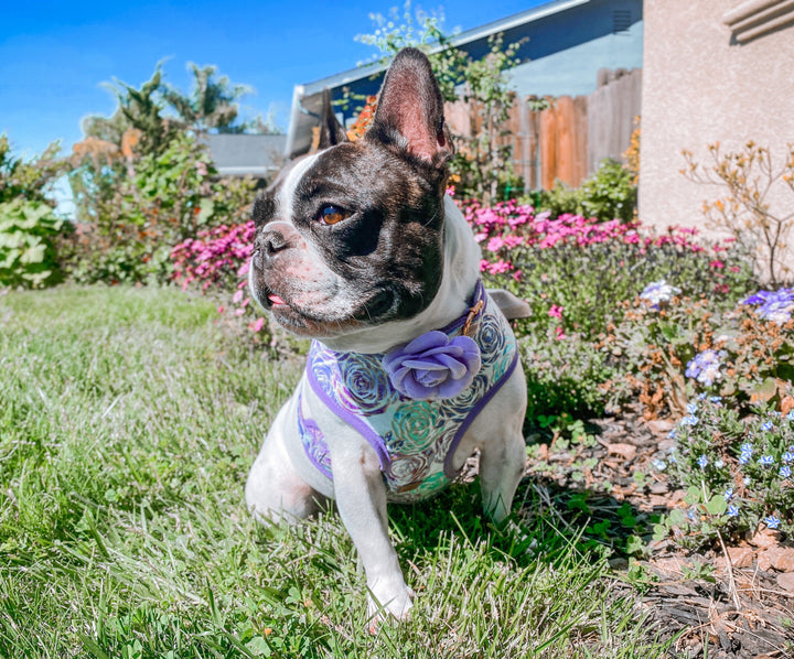 Dog harness - Purple Glitter Rose
