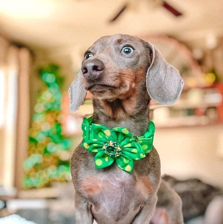 St. Patrick's day dog collar with flower - GLitter dots