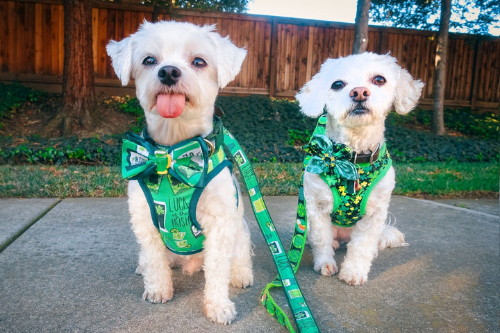 St. Patrick's Day dog harness - Irish Beer
