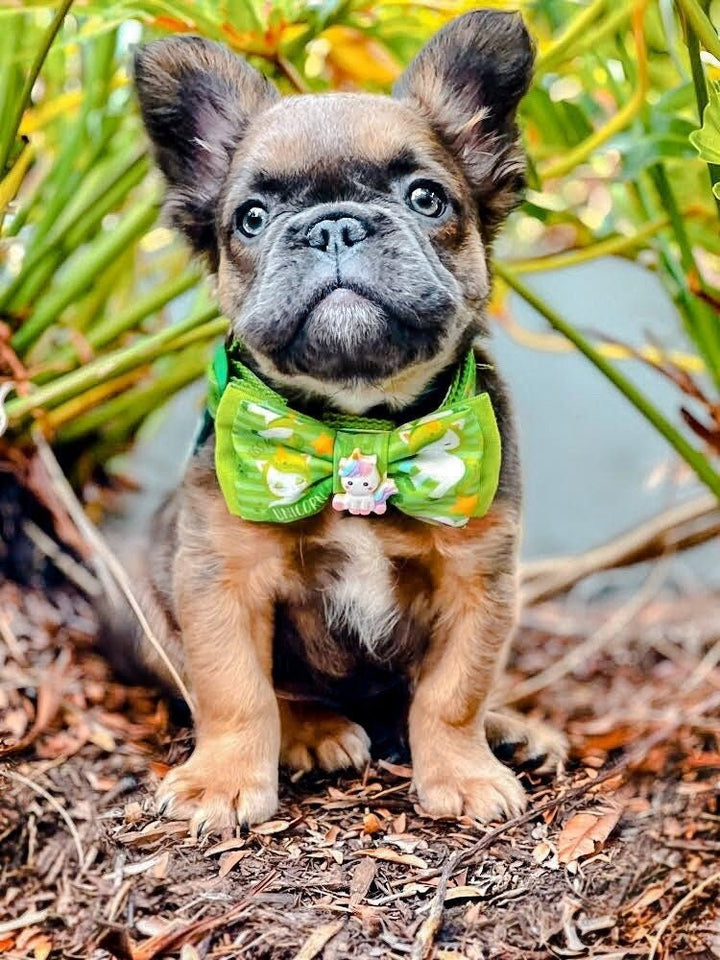 St. Patrick's Day dog collar bow tie - rainbow unicorn