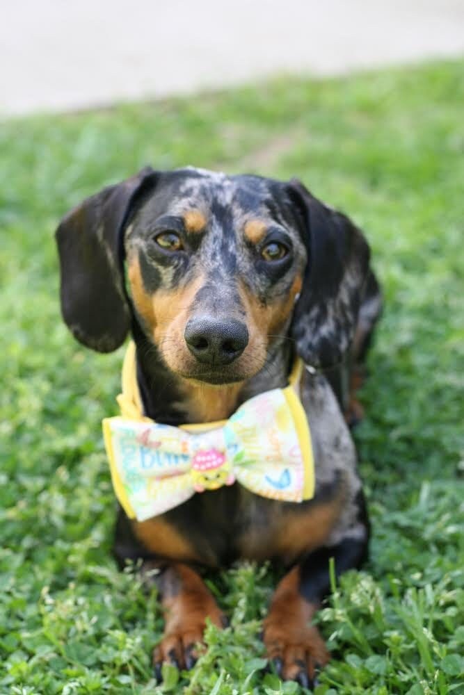 Easter words dog bow tie collar