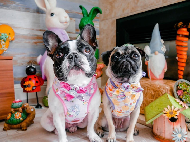 Easter Bunny dog collar with flower