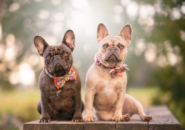 Easter dog collar bow tie - Animals celebration