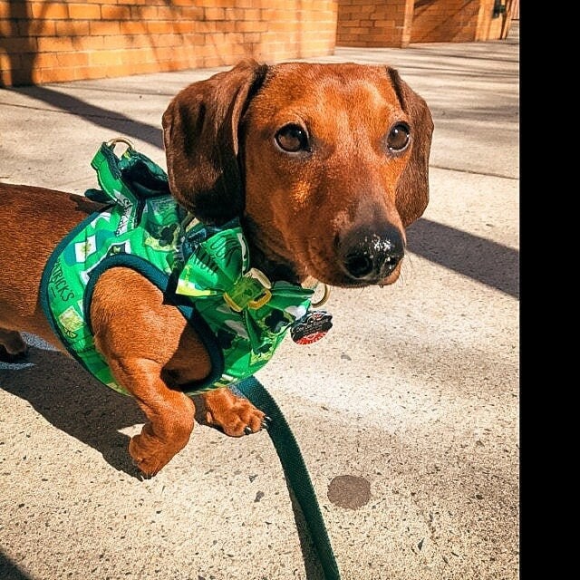 St. Patrick's Day dog collar with bow tie - Irish Beer