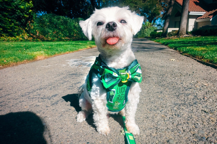 St. Patrick's Day dog collar with bow tie - Irish Beer