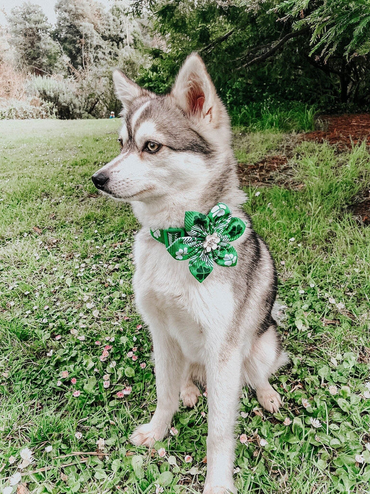 St. Patrick's Day dog collar with flower - Plaid and clover