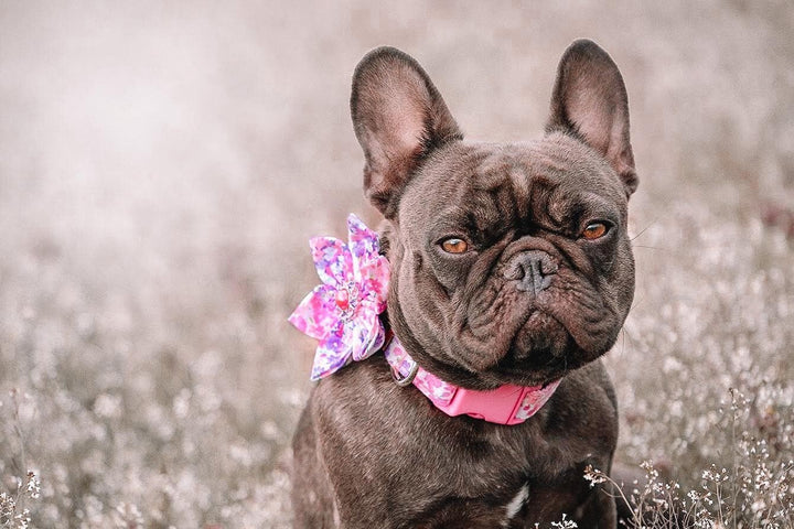 Purple and pink floral dog collar with flower