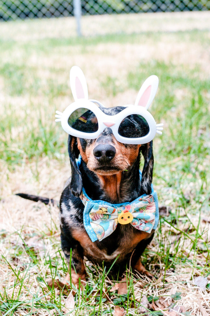 Easter dog collar bow tie - Bunny, Chicken, and eggs