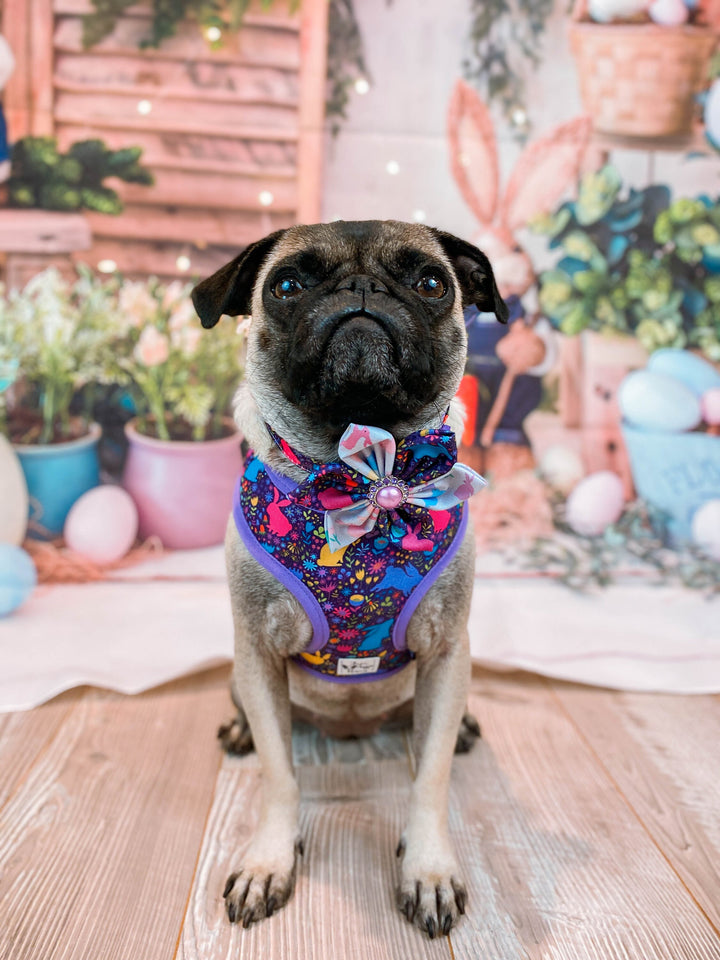 Easter dog harness - rainbow bunny