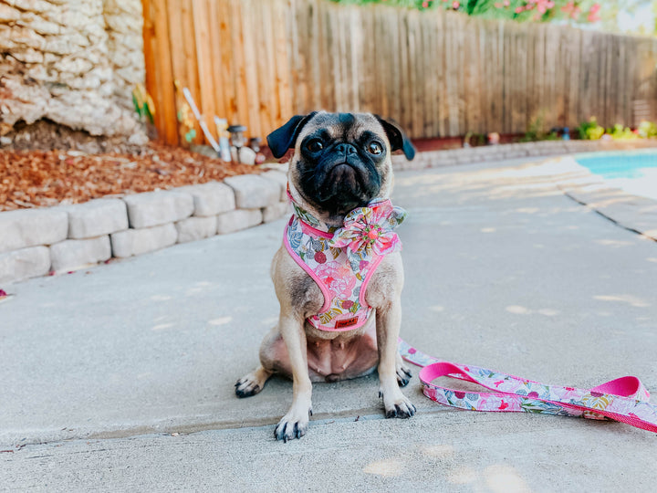 Dog collar with flower - Boho floral