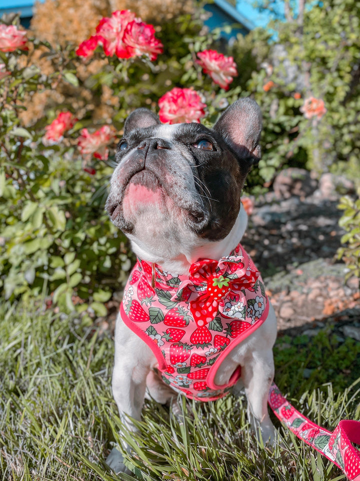 Dog collar with flower - Strawberry and flowers