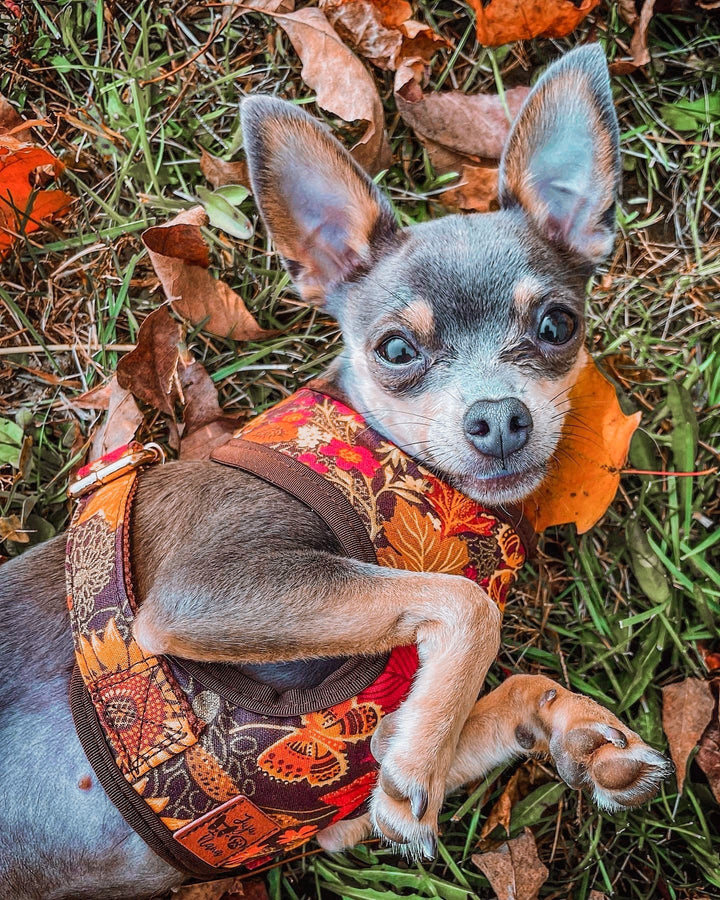 Thanksgiving dog harness - Glitter Sunflowers