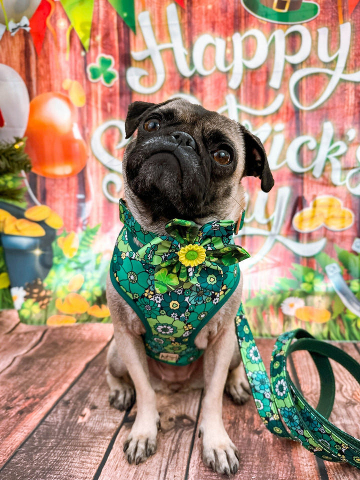 St. Patrick's Day dog harness - Retro flower
