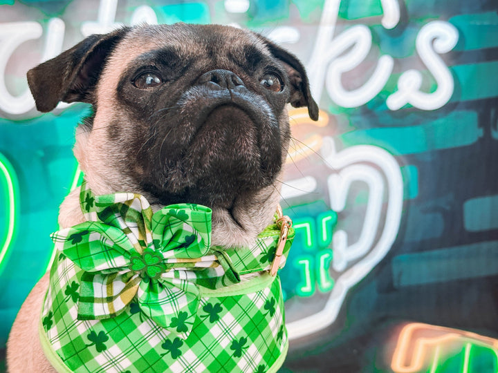 St. Patrick's Day dog collar with flower - Plaid and Shamrock