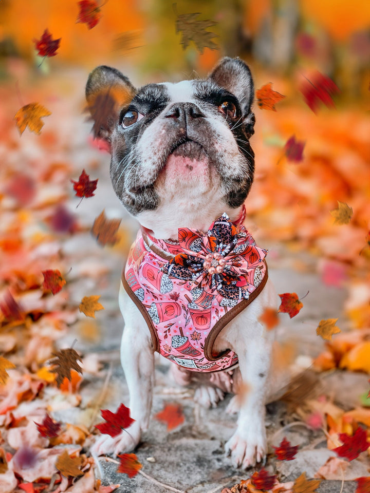 Dog collar with Flower - coffee and pumpkin spice