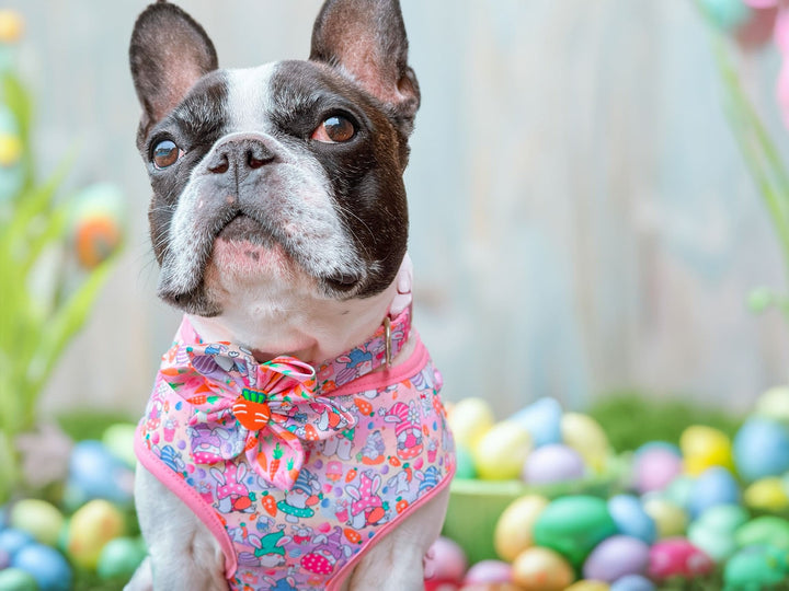 Easter dog collar with flower - Happy Gnomes