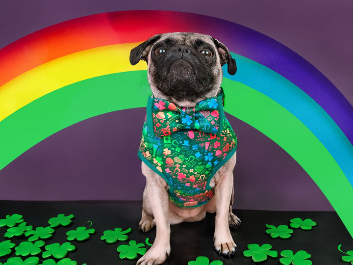 St. Patrick's Day dog harness - Rainbow Shamrock Stripe