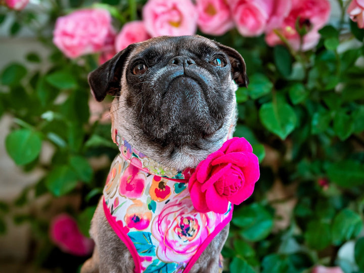 Dog collar with flower - Spring glitter rose and wildflowers