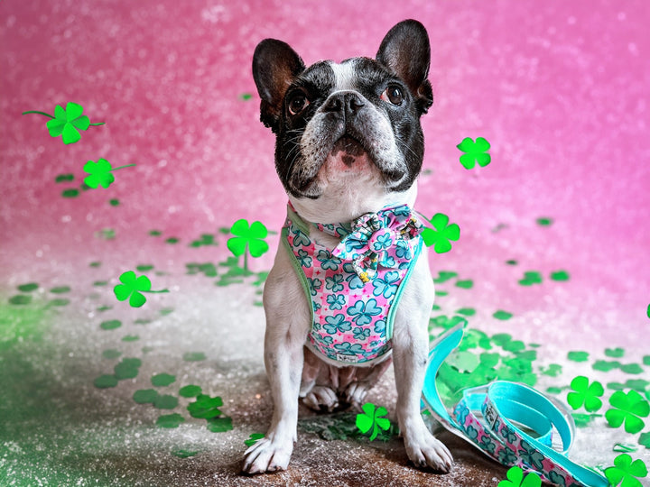 St. Patrick's Day dog harness - Pink Shamrock - Green Trim