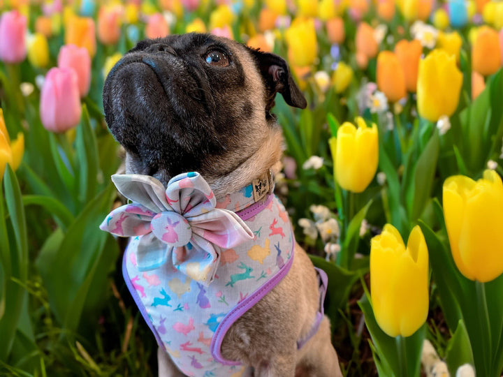 Easter dog collar with flower - colorful bunny