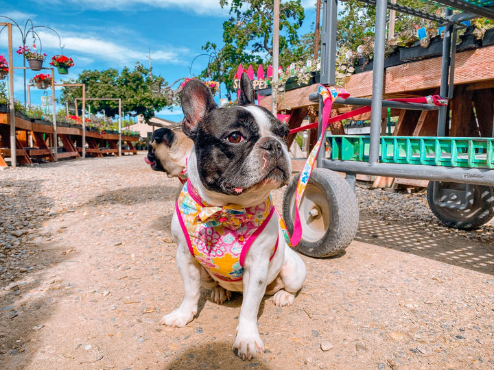Floral Girl dog harness leash set, Flower dog collar, Tropical dog harness vest, Custom Puppy harness and leash, kimono female harness