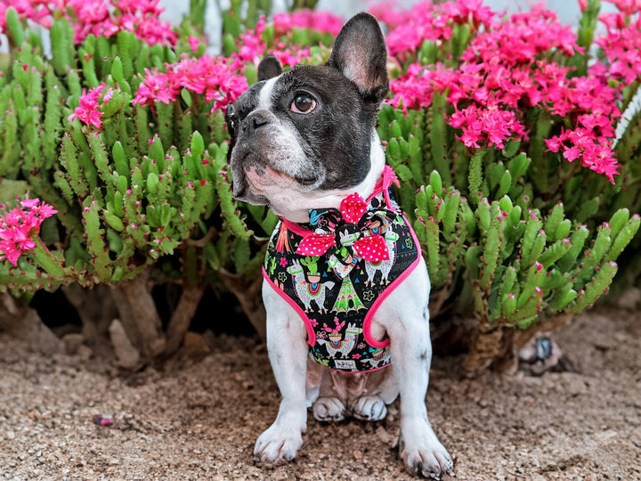 Succulent Llama dog harness vest/ cute girl dog harness/ pink cactus dog harness/ small puppy medium dog harness/ black fabric harness