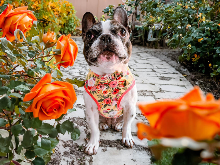 Dog harness - Yellow Roses