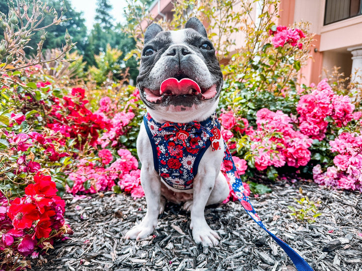 patriotic dog harness - Boho Flower