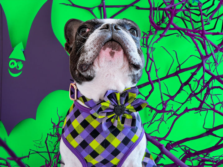 Halloween dog collar with flower - Purple Green Plaid