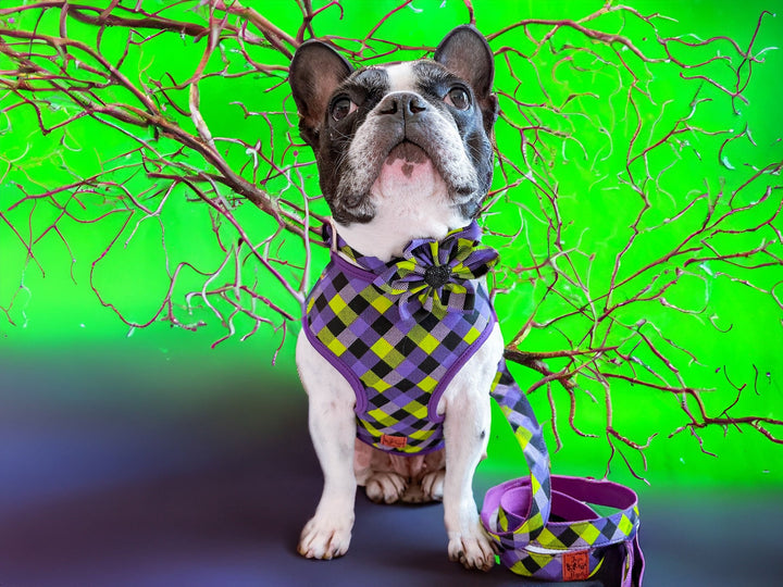 Halloween Dog harness - Purple Green Plaid