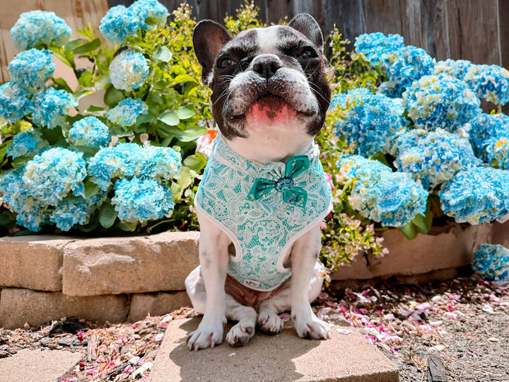 Dog harness - Lace in Turquoise